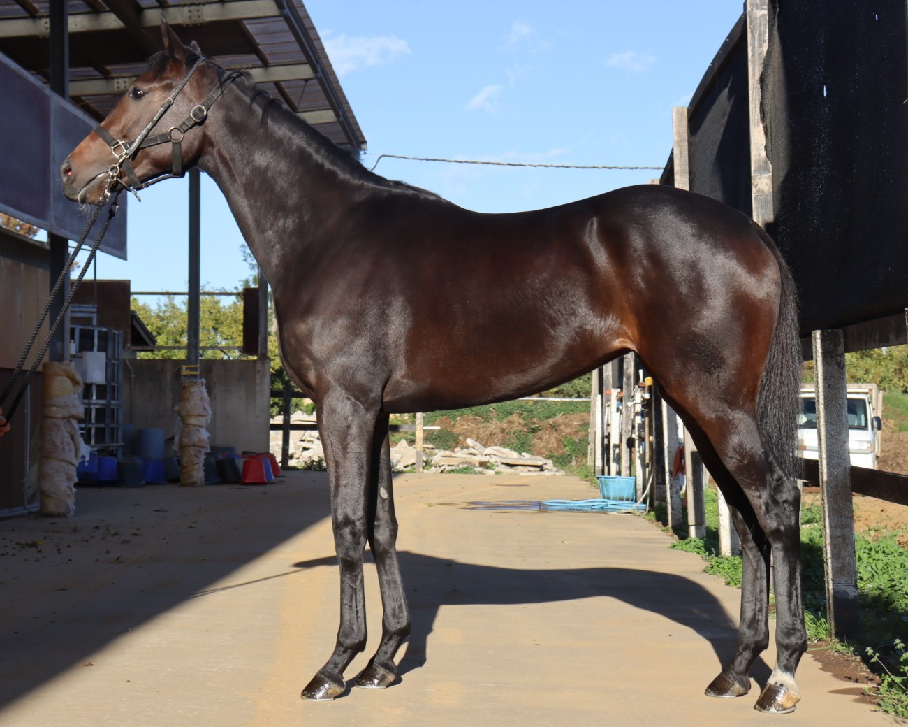 明日11月13日（木）12：00より第612回サラブレッドオークションを開催