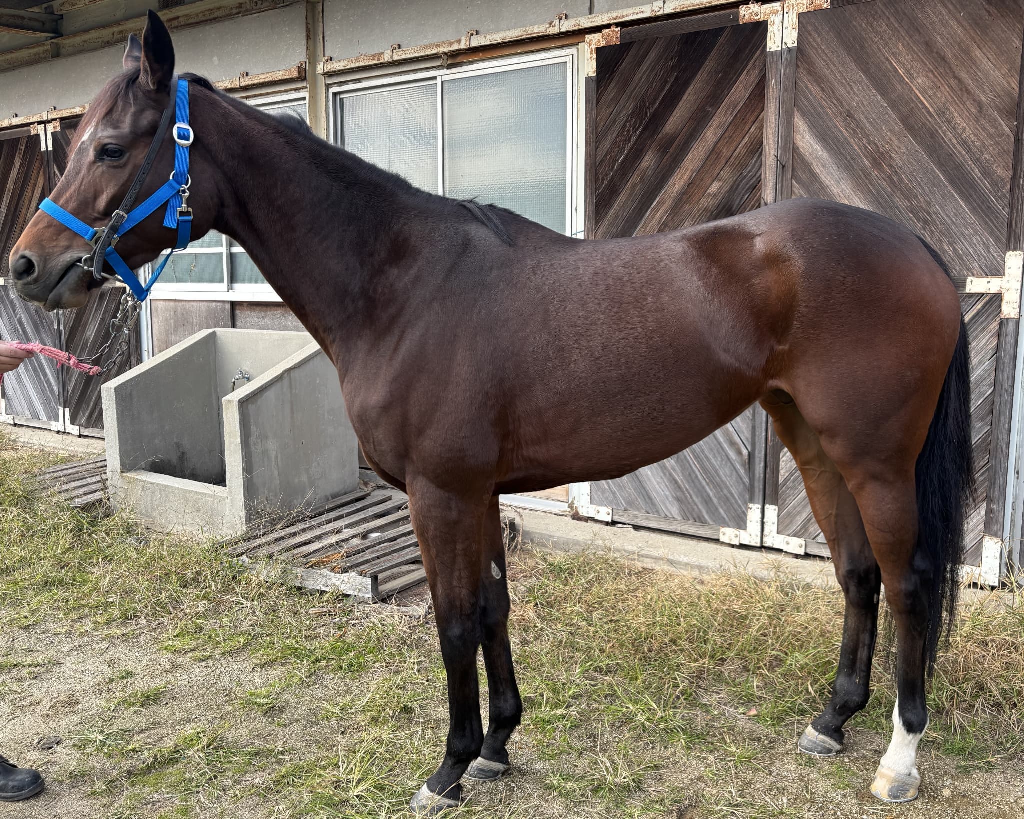 明日11月13日（木）12：00より第612回サラブレッドオークションを開催