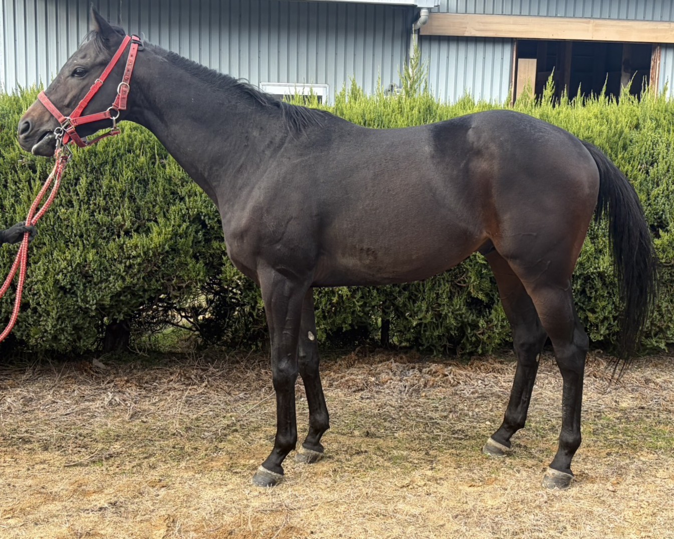 ルンルンビーム