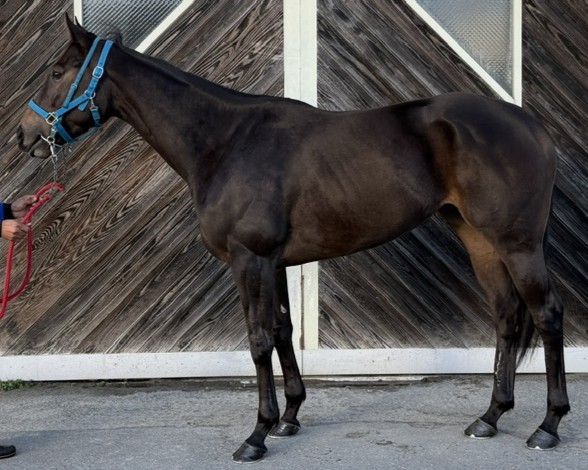 ドリームアンコール