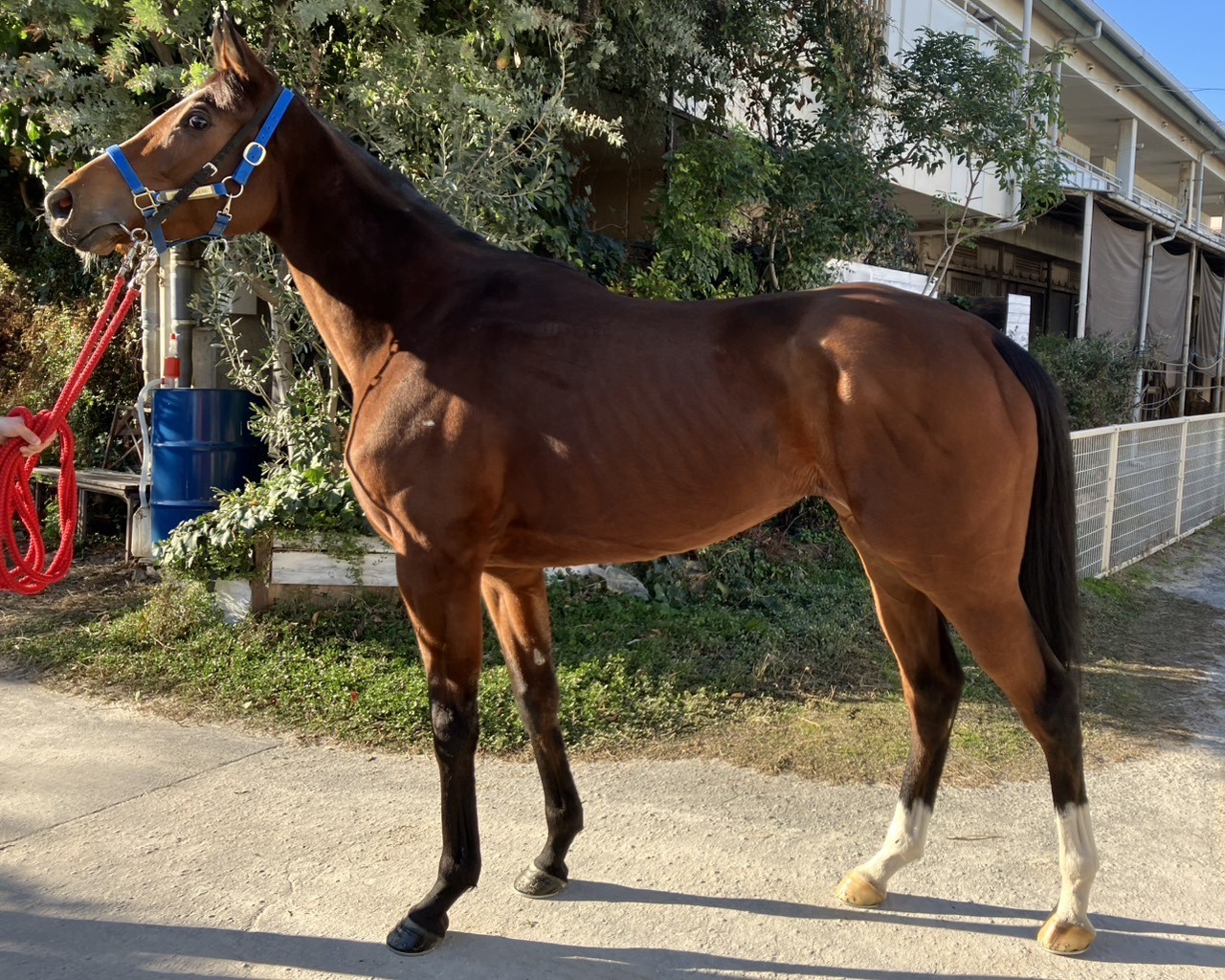 エリカサンタモニカ