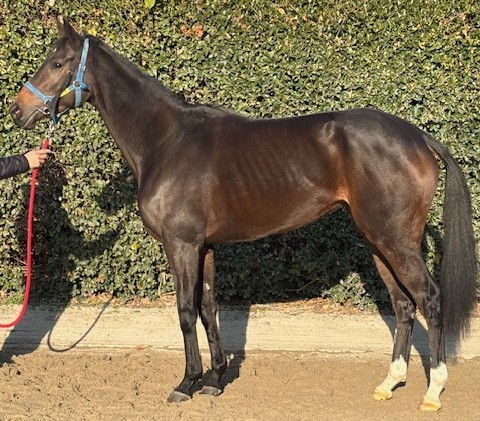 エイシンカトレア