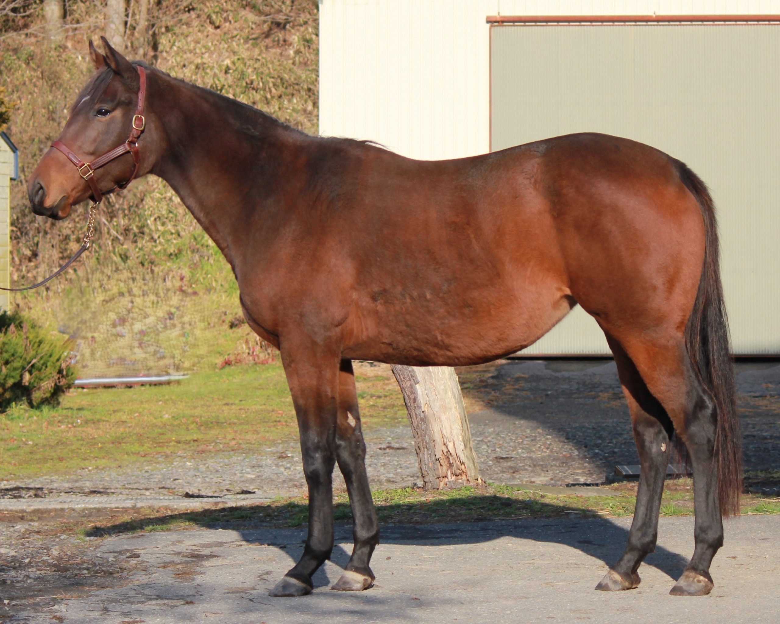 マホウノランプ