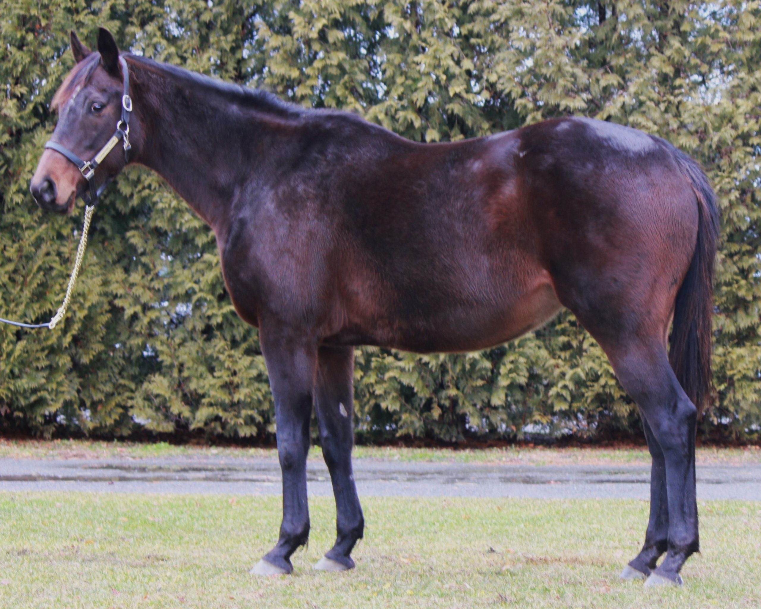 スーパーノーマル