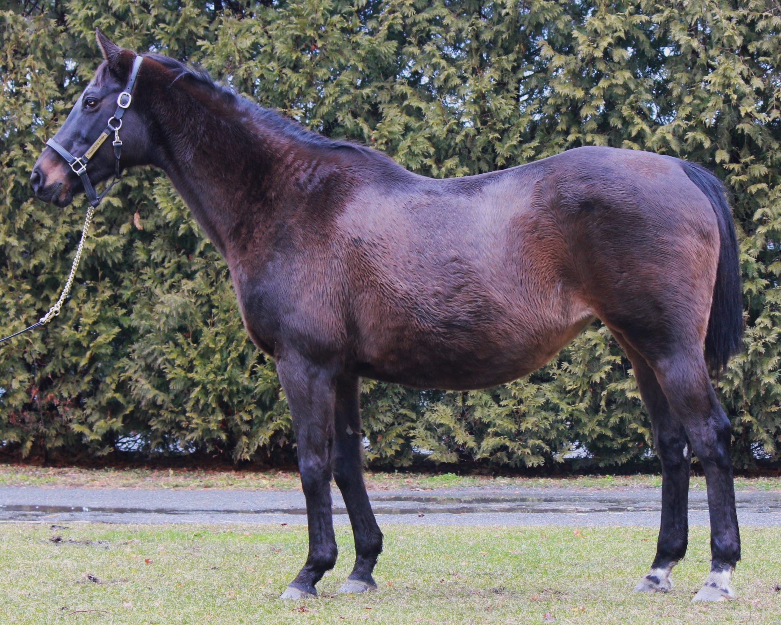 モーニングリズ