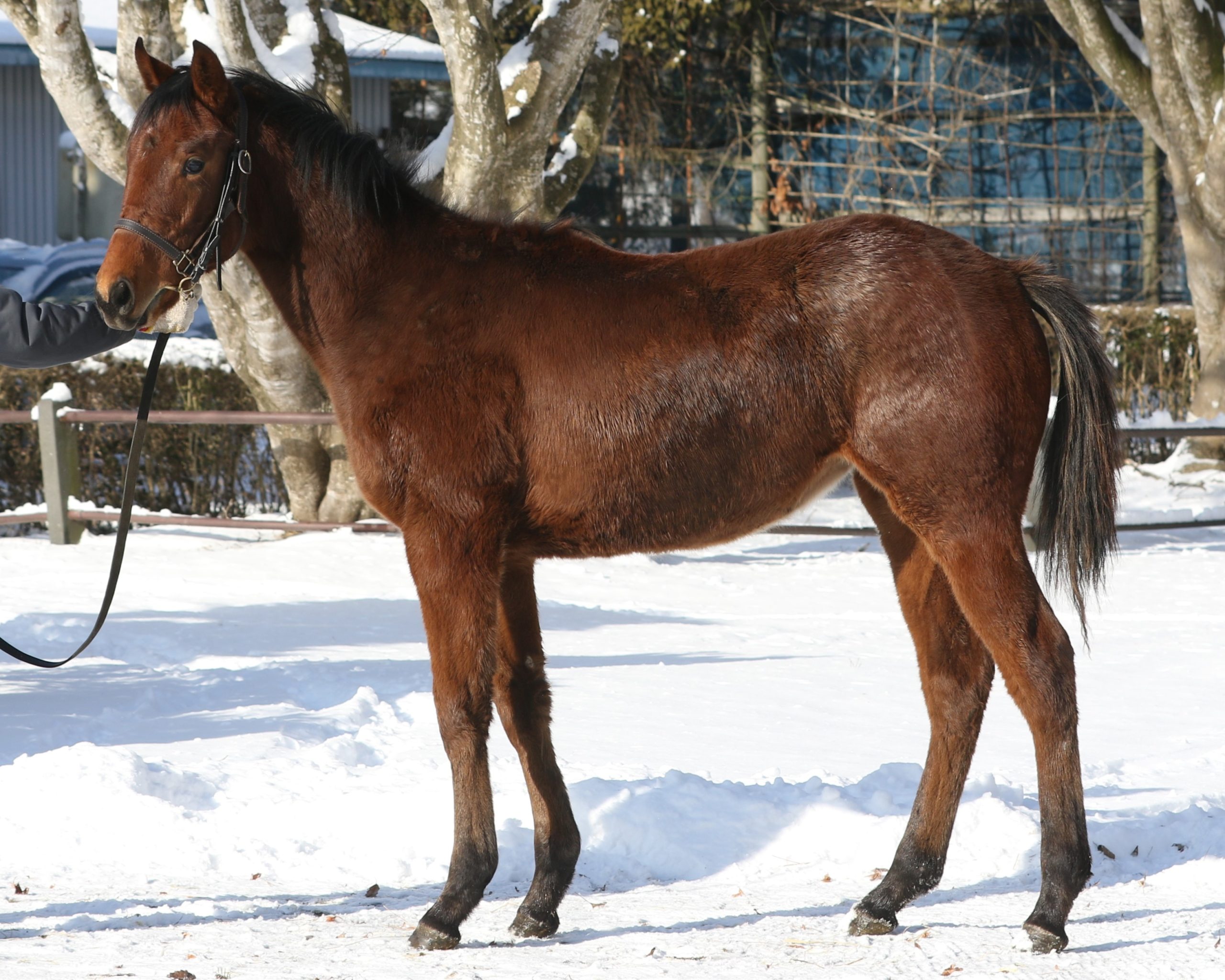 明日1月22日（木）12：00より第629回サラブレッドオークションを開催