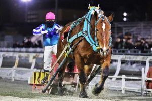 ヒロインズカップ優勝馬：サクラヒメ号_2