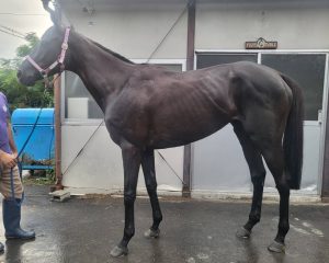 ジーティーオウカ