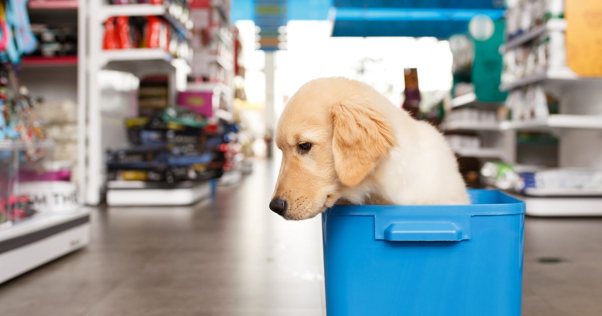 ペットショップの犬