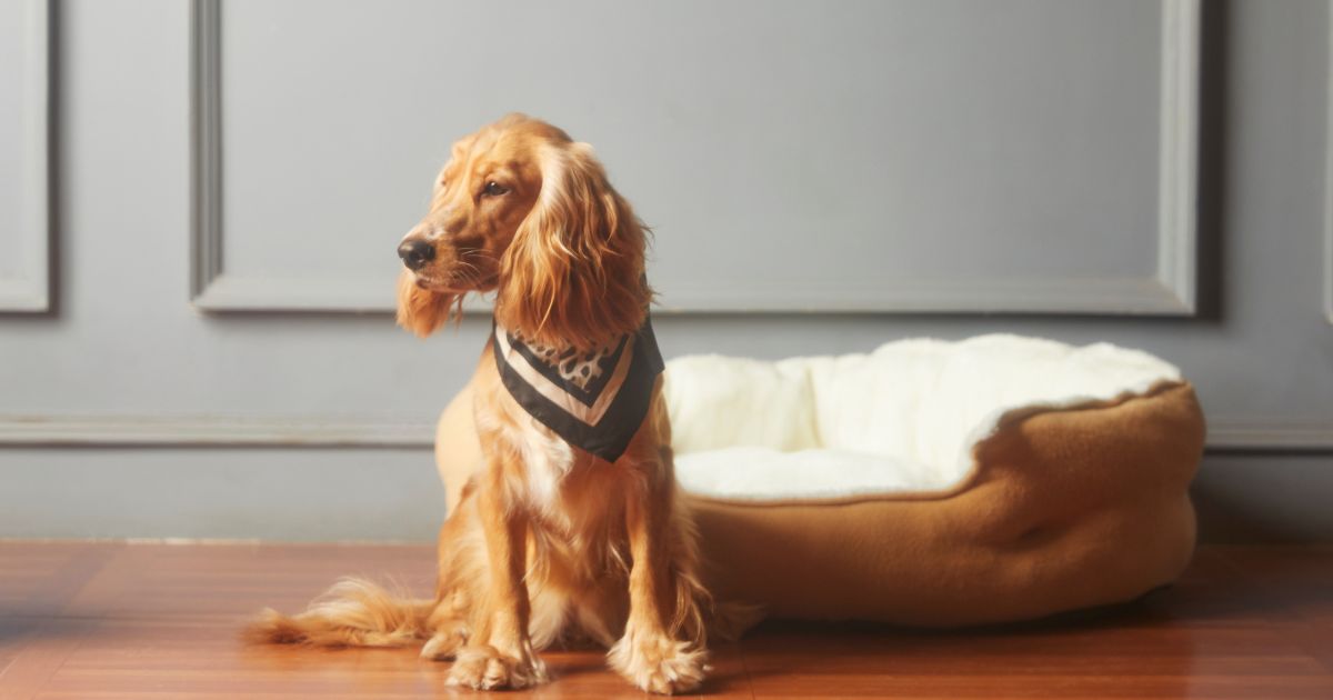 犬