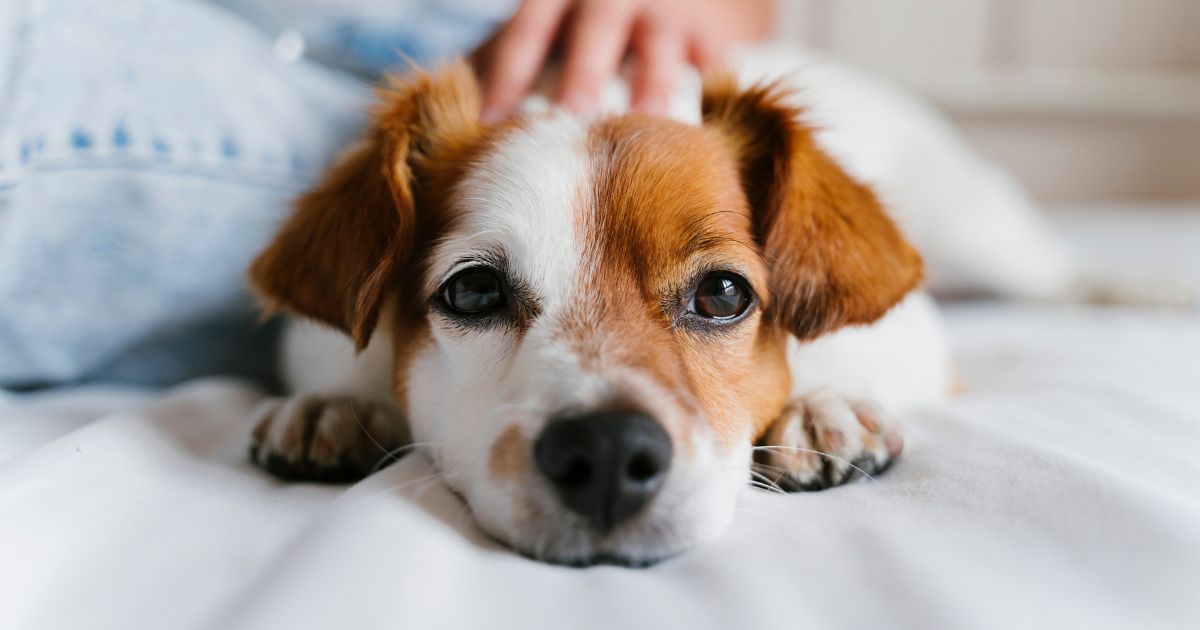 犬