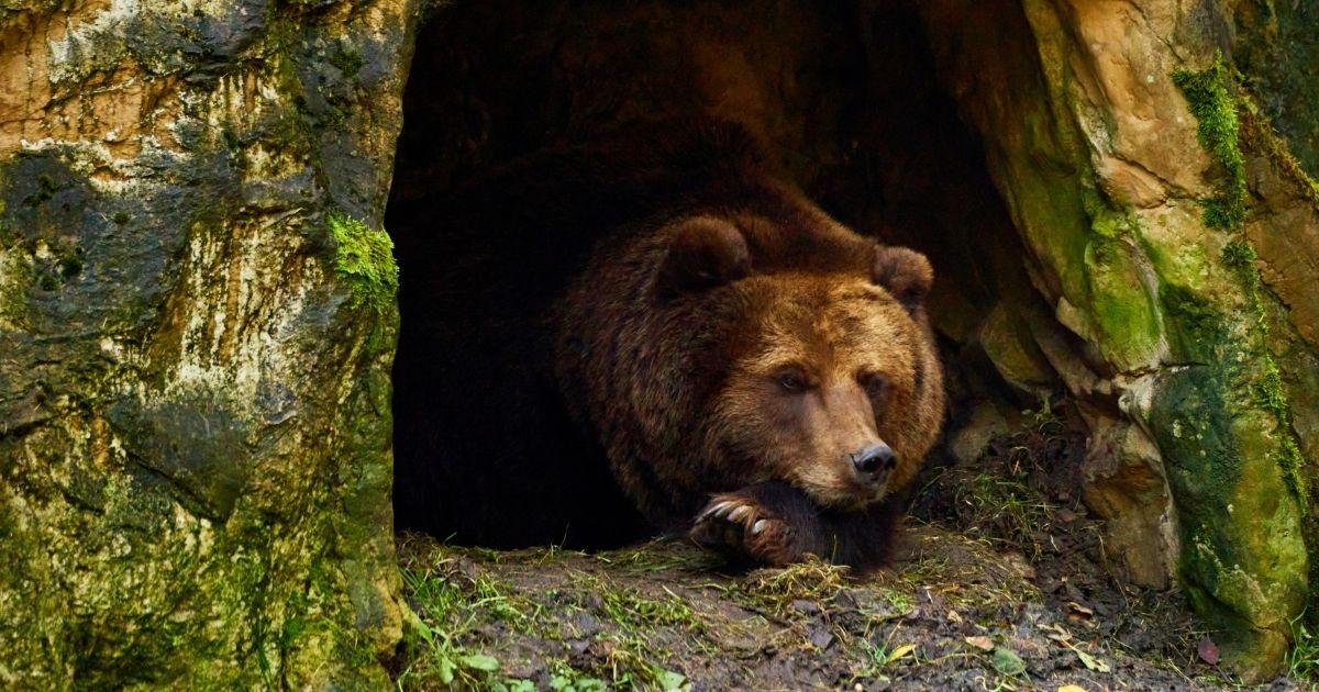 クマの冬眠