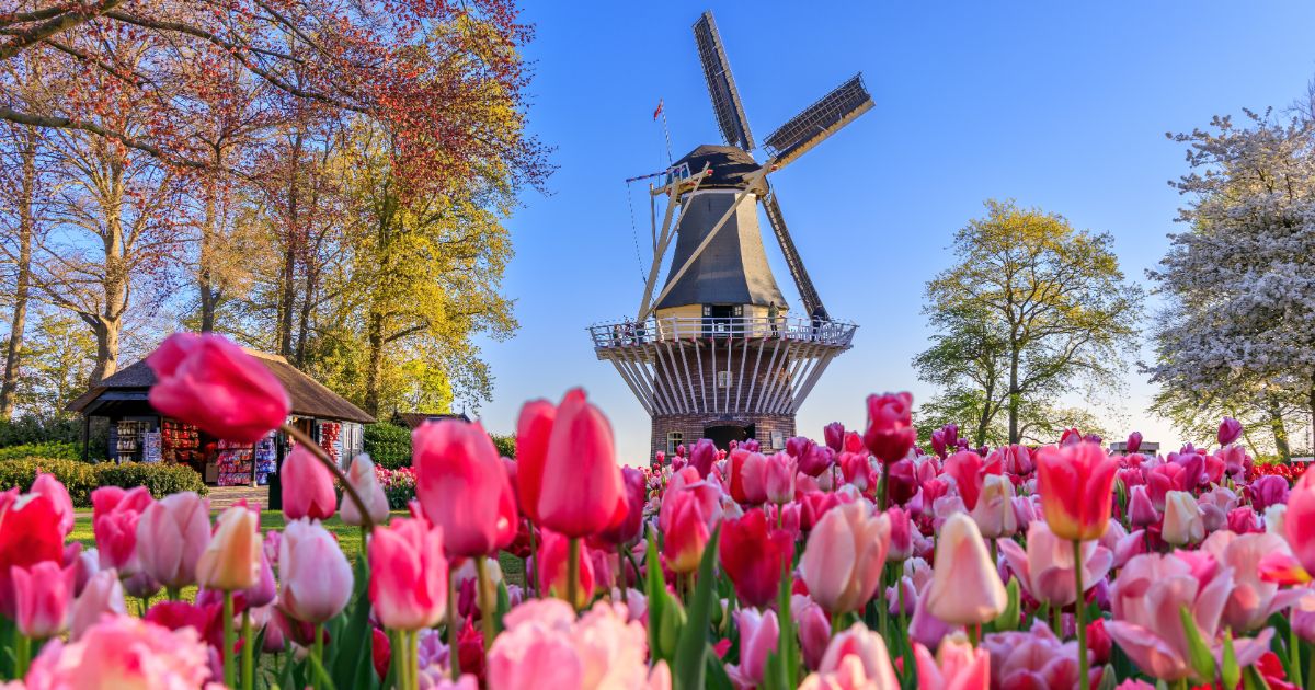 オランダのピンクのチューリップ