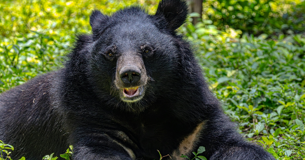 野生のツキノワグマのクローズアップ