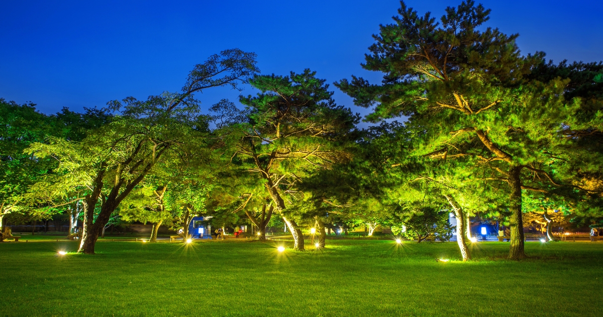 ライトアップされた夜の公園