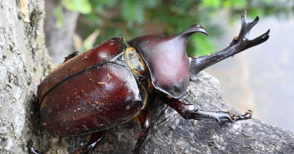 「なんでカブトムシは夜に動くの？」に答えられなくて大丈夫。親子で「一緒に調べる」最高の夏休み