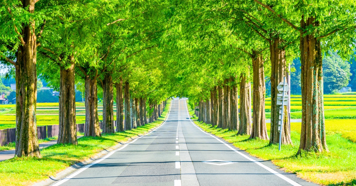 まっすぐ延びる一本道の先まで木々が並び、周囲には田園風景が広がる、爽やかな並木道の風景