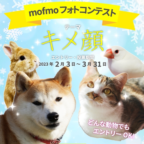 mofmo(モフモ)フォトコンテスト キメ顔コンテスト
