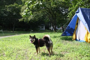 武甲キャンプ場 写真3