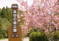 丹波篠山渓谷の森公園 写真5