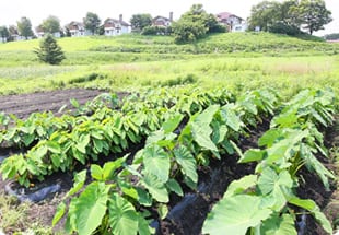 ファームビレッジ産山キャンプ場 写真7