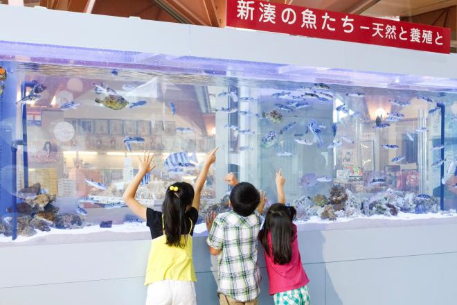 道の駅 カモンパーク新湊 写真2
