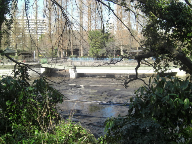 井の頭公園 写真2