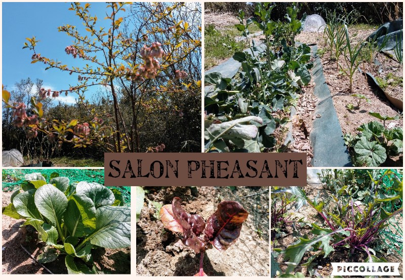 salon pheasant(サロンフェーザント)(Carstay) 写真3