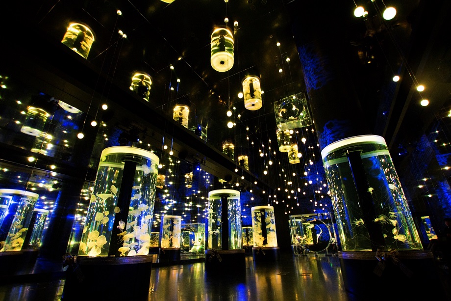 マクセル アクアパーク品川イルミネーション NAKED STAR AQUARIUM 写真3
