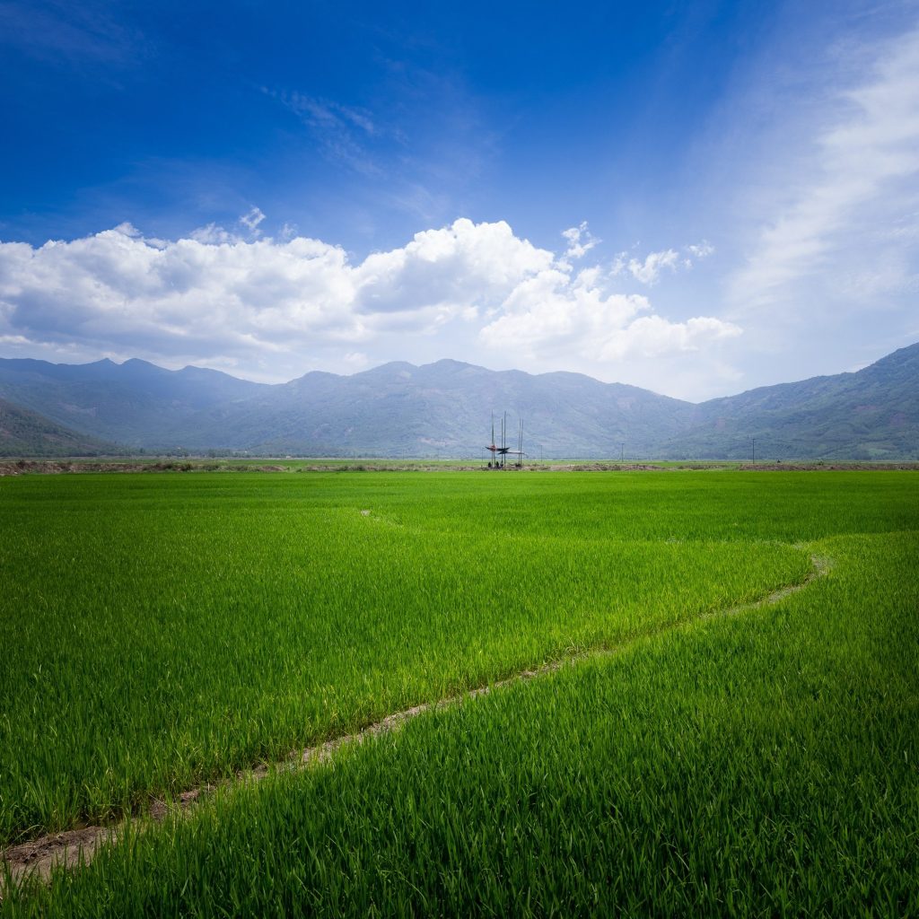 The hut, small in the distance, across green rice fields