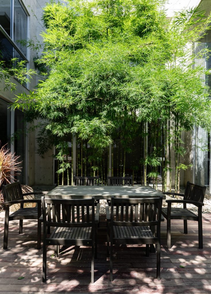 Outdoor dining under bamboo