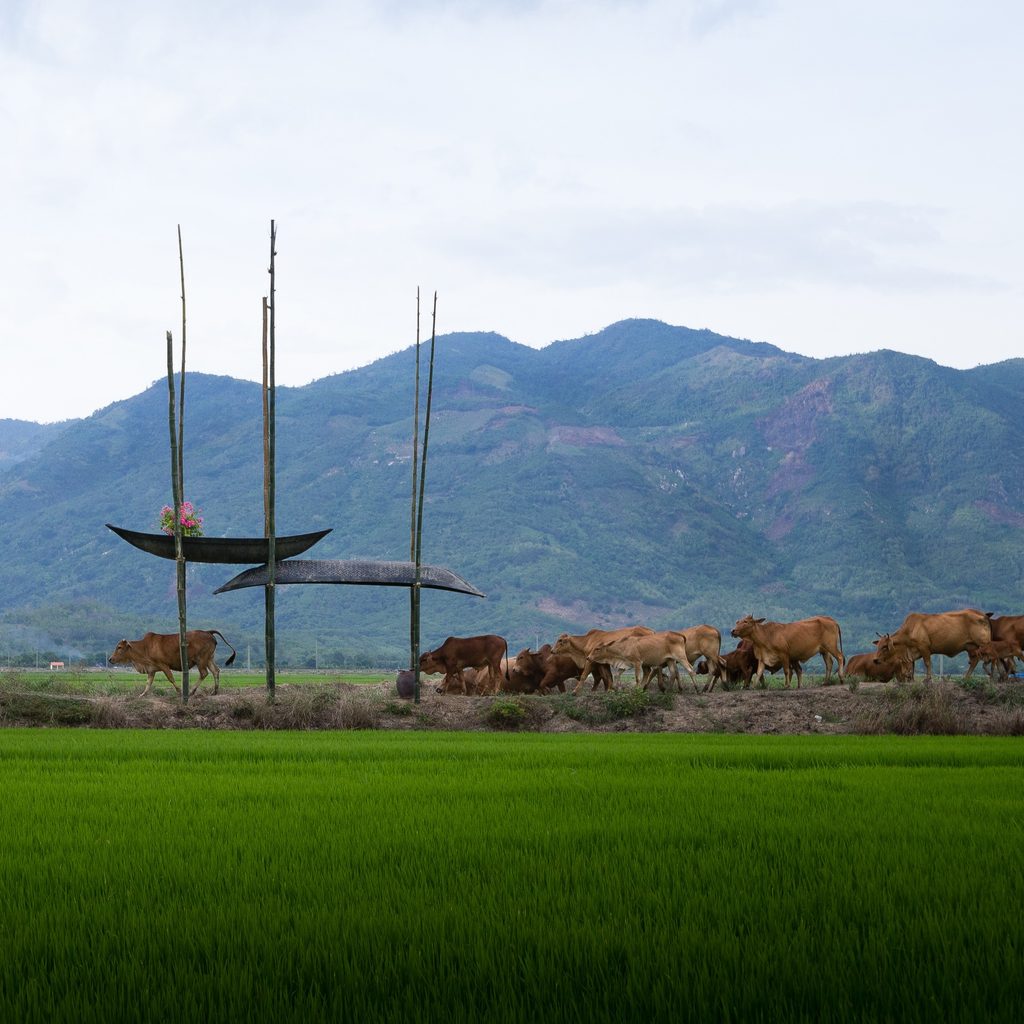 Cattle passing beneath the raised boats