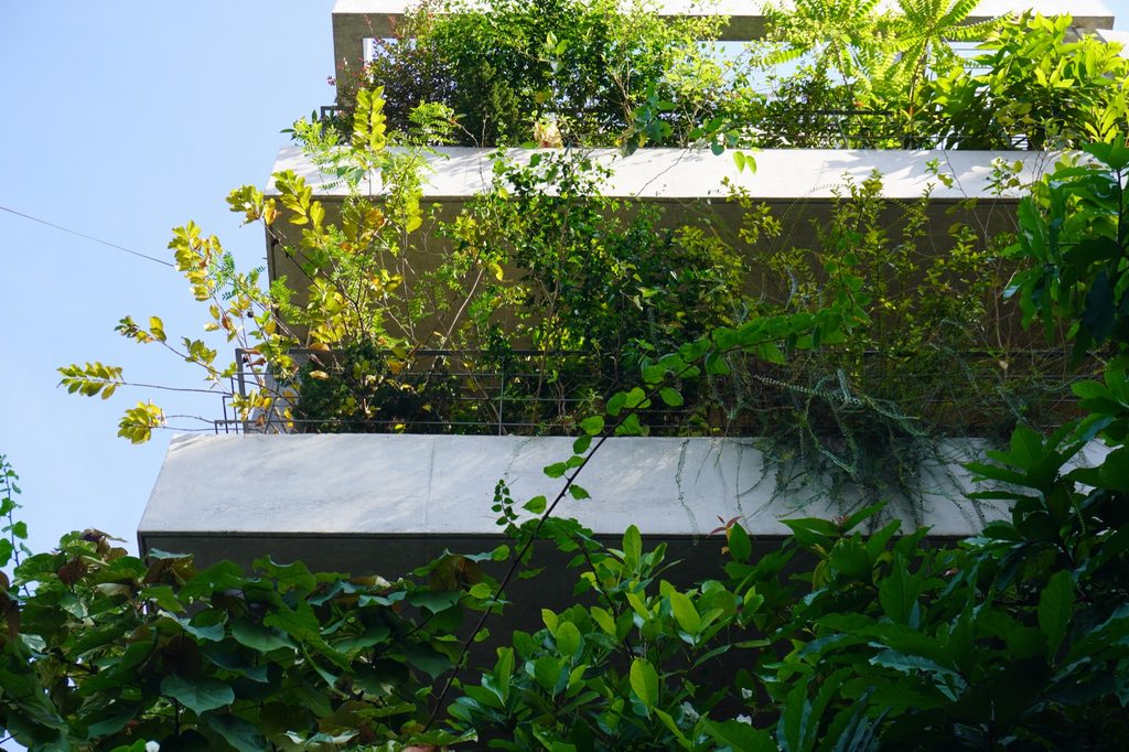 A planted slab edge against the sky