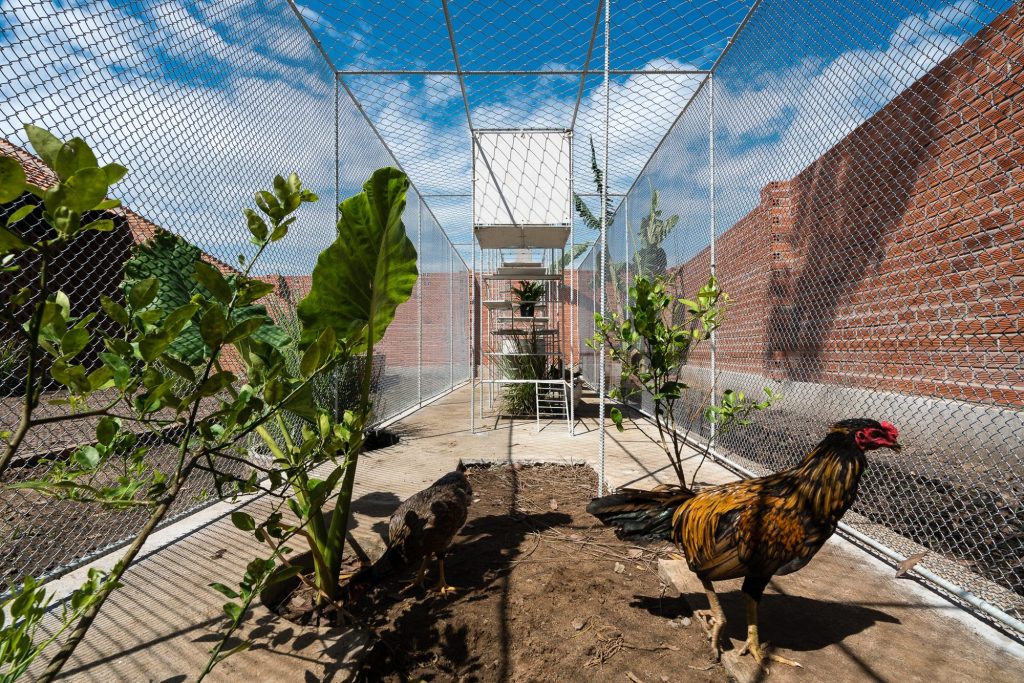 Rooster inside the enclosure with boxes overhead
