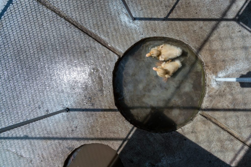 Chicks drinking at a small round pool