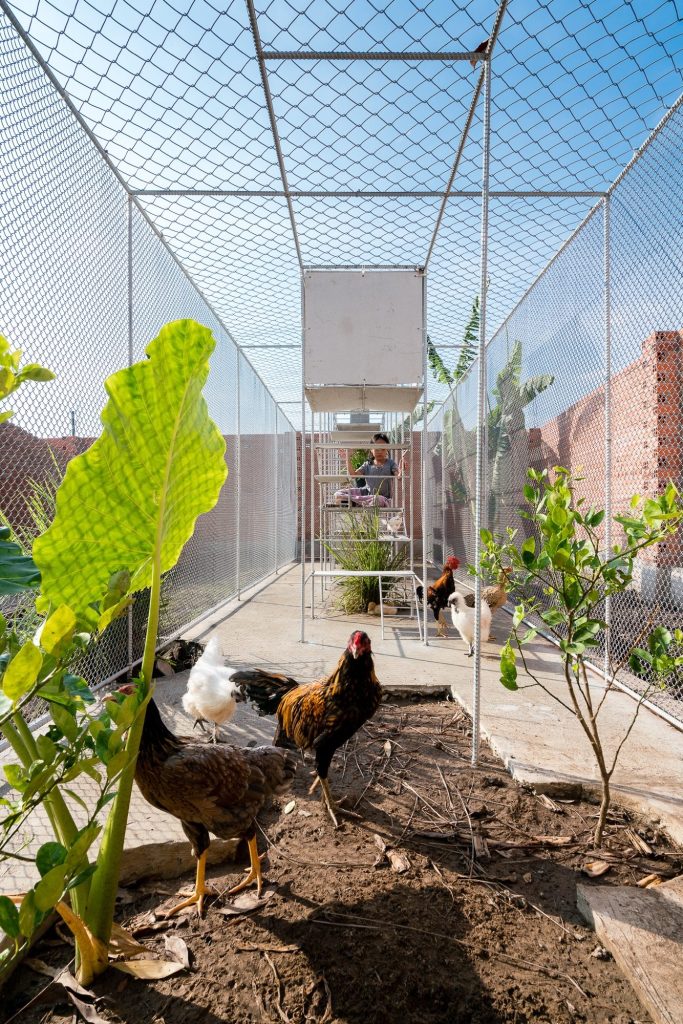 Chickens among plants inside the mesh