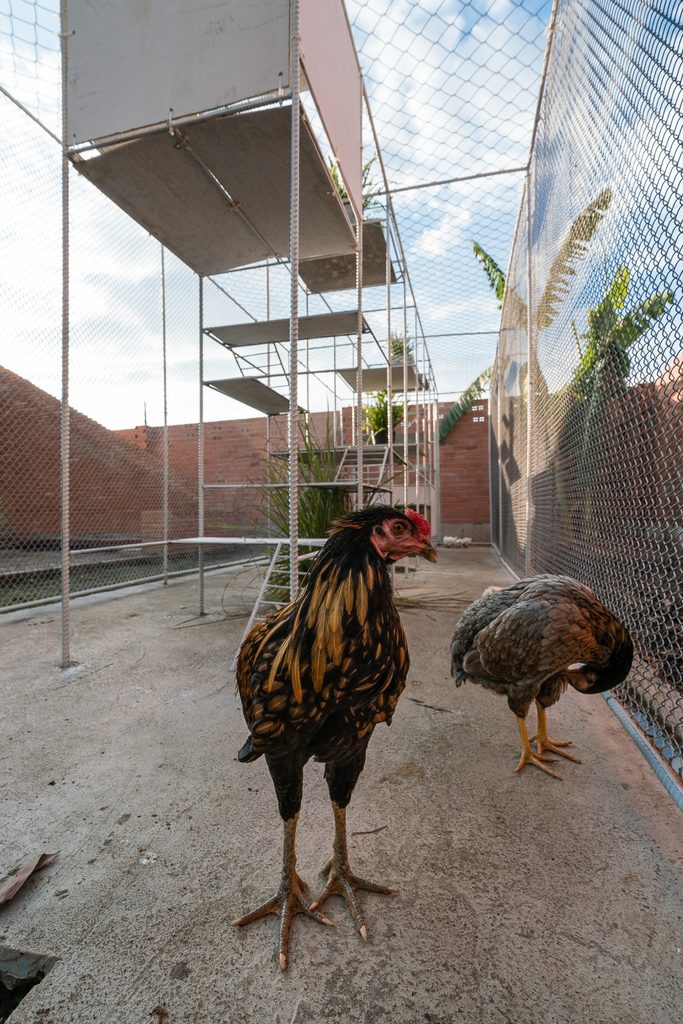 Two chickens on the concrete floor
