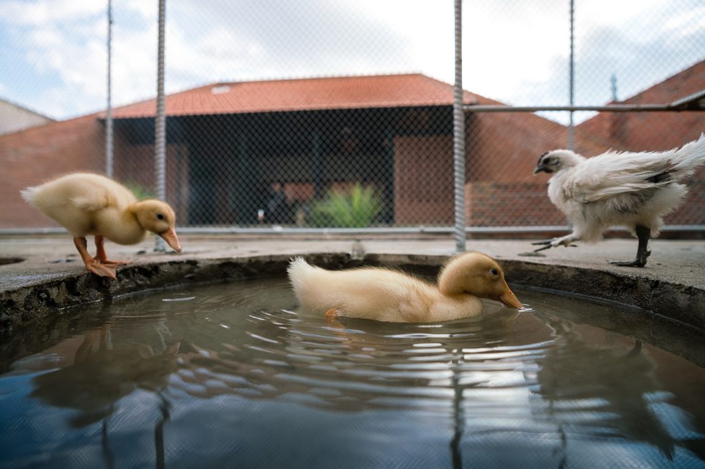 Ducks in the pool by the brick wall