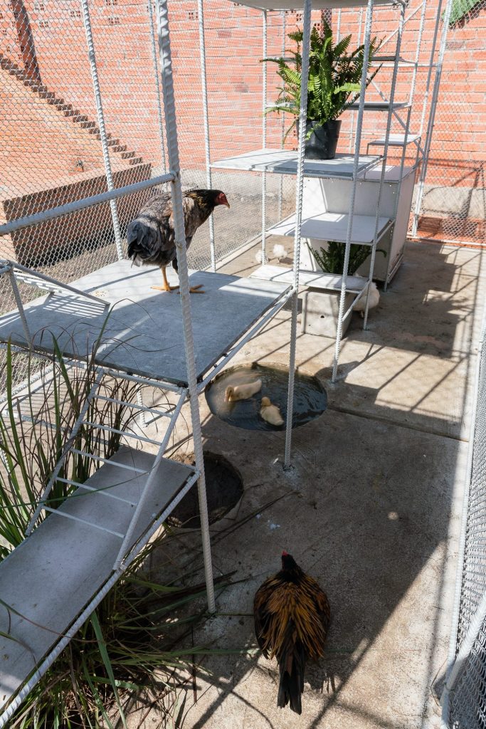 Chickens beneath hanging boxes and a light stair