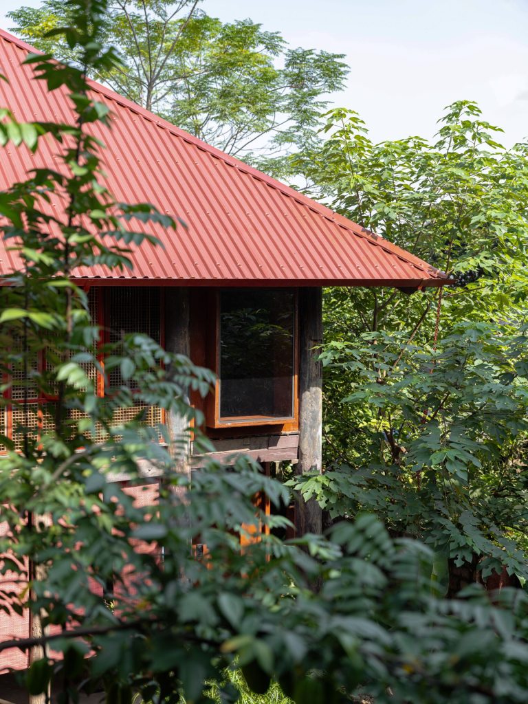 The house among trees