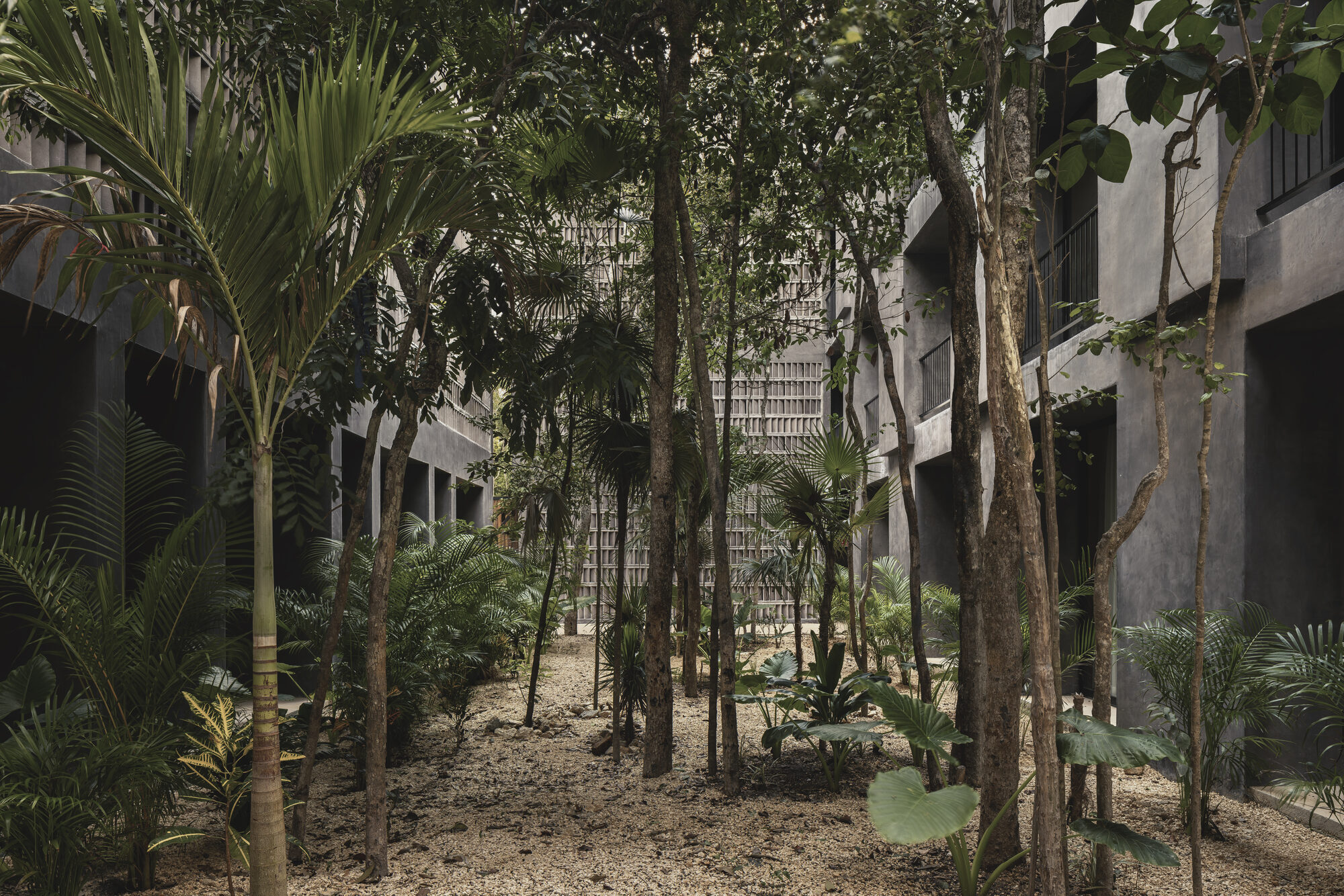 Affordable housing in tulum blends brutalist forms with jungle landscape