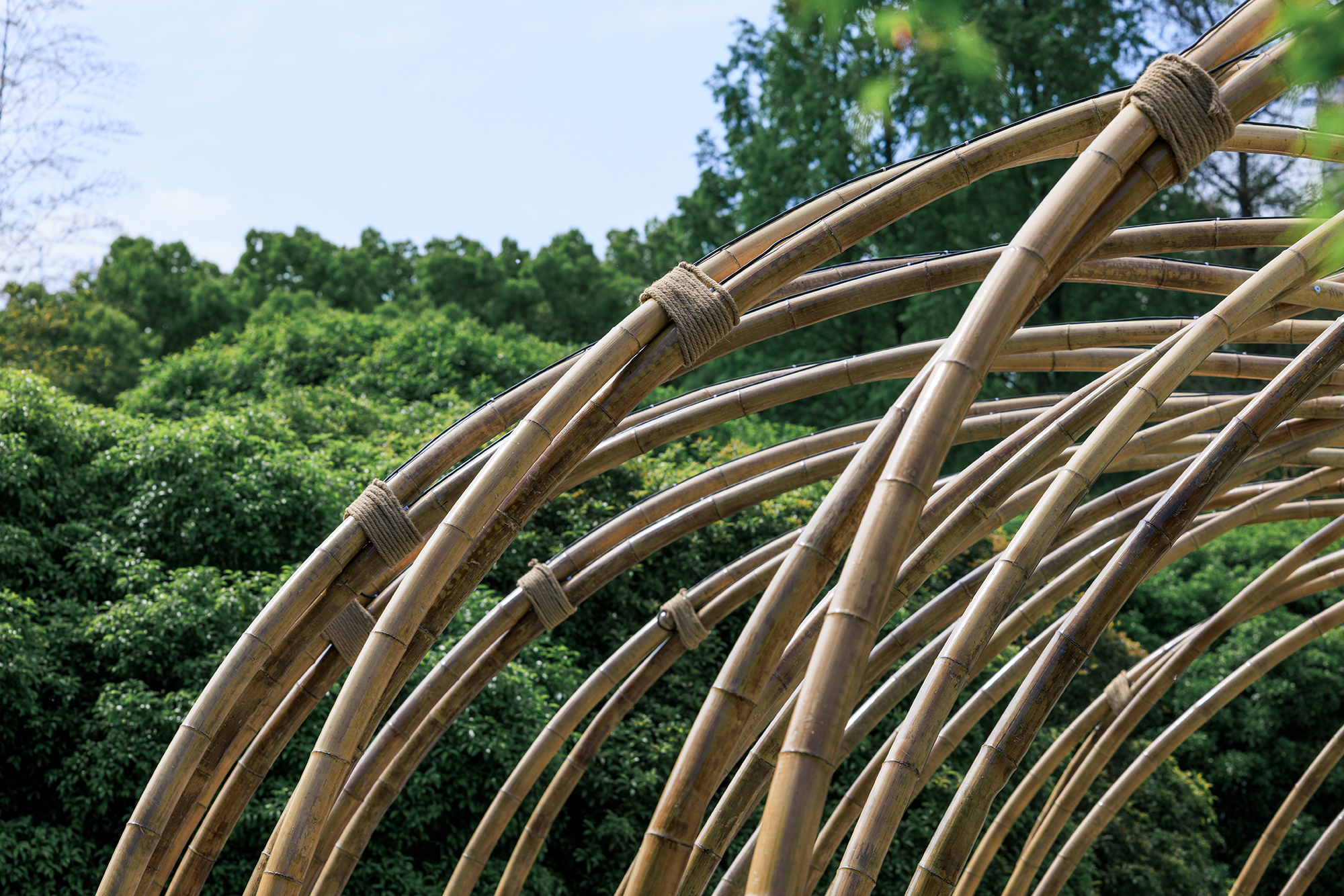 Bundled raw bamboo poles in the Bent by Spring structure