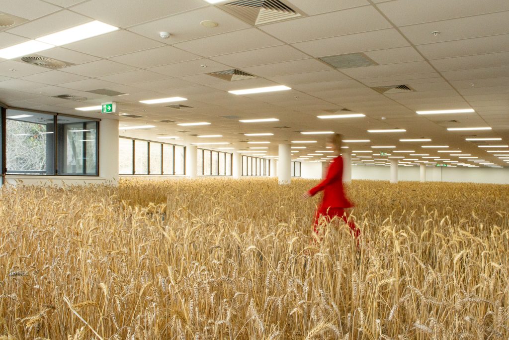 A field of wheat fills an office floor beneath fluorescent lighting; part of WHAC's public artwork in Perth
