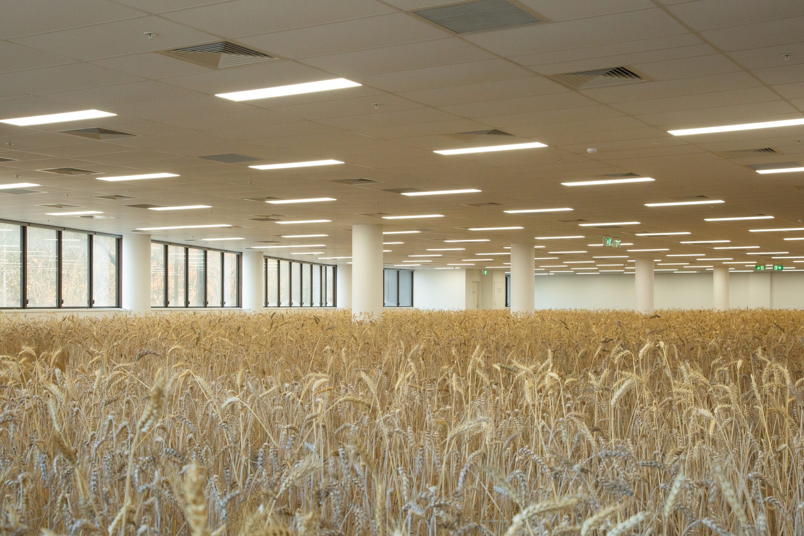 Wide view of wheat covering an office floor under a grid of fluorescent lights