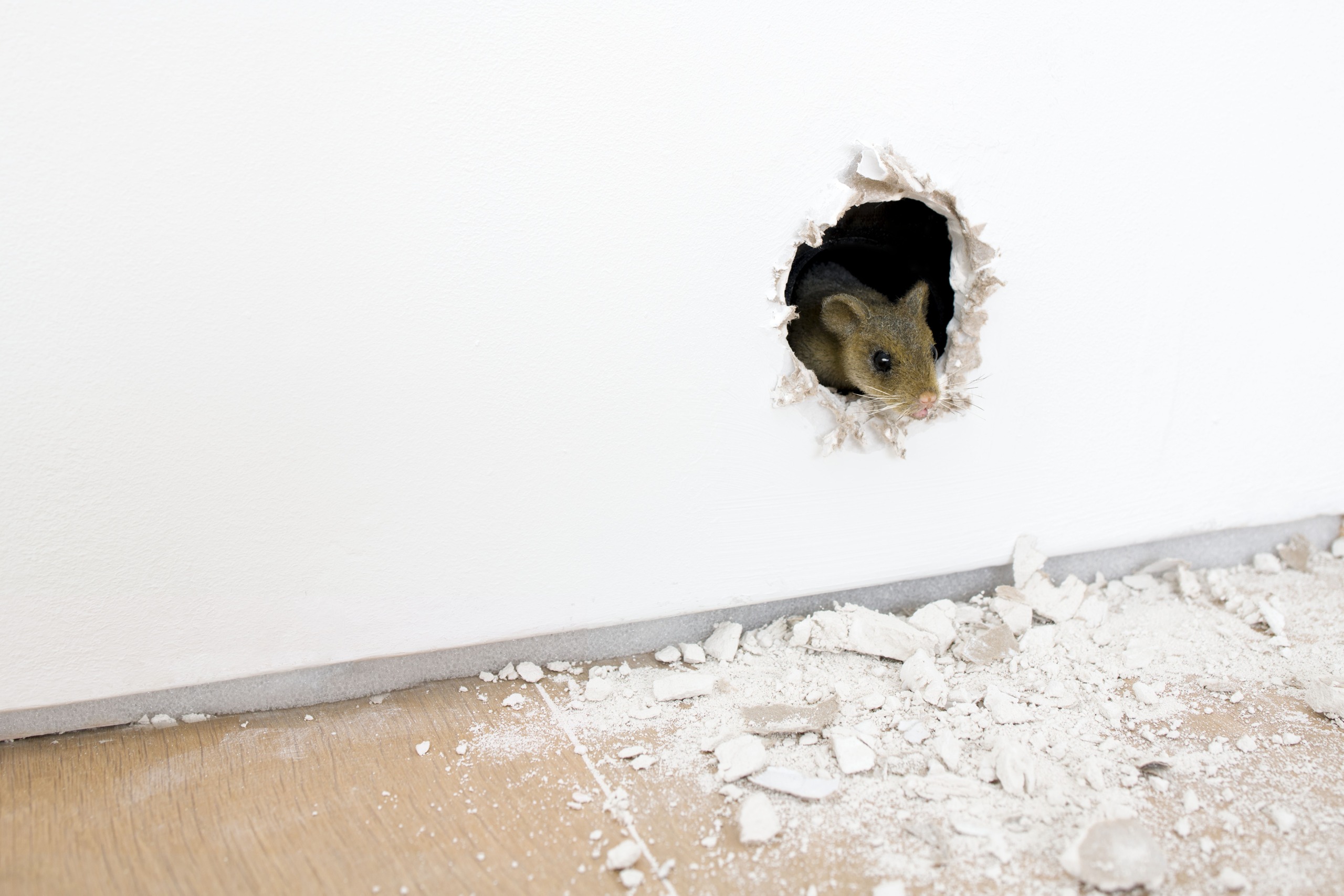 Small animatronic mouse emerging through a hole near the base of a gallery wall.