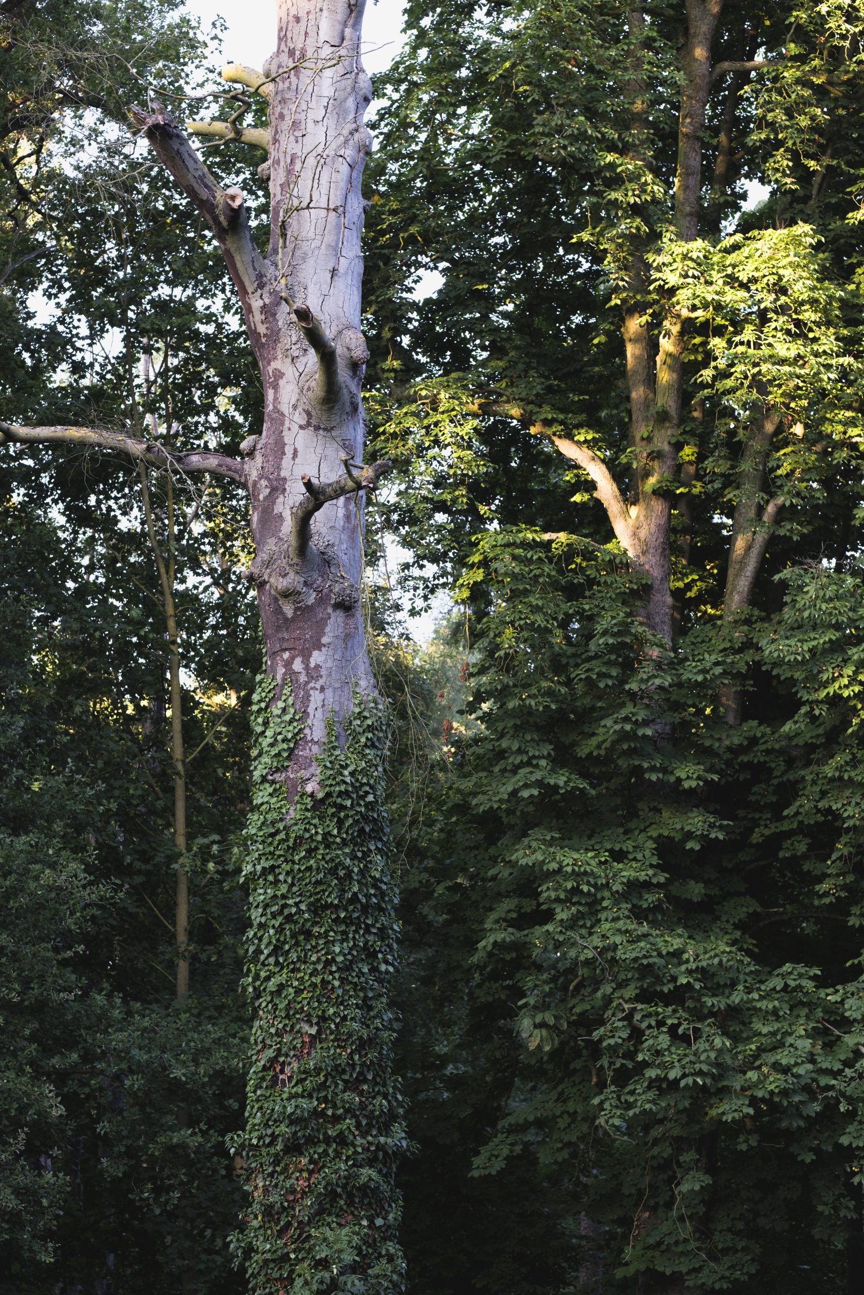 DSCF7978 — Plug-In, Kerpen-Mödrath