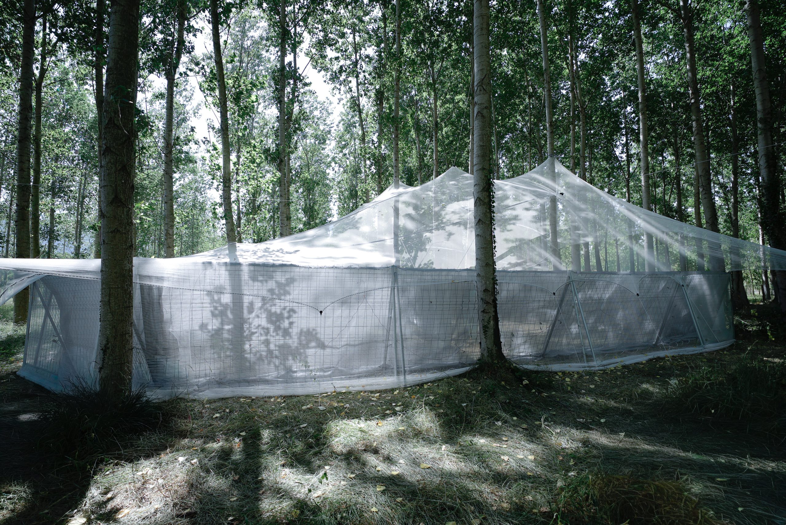 Roof as a Screen, backstage pavilion at Rizomes