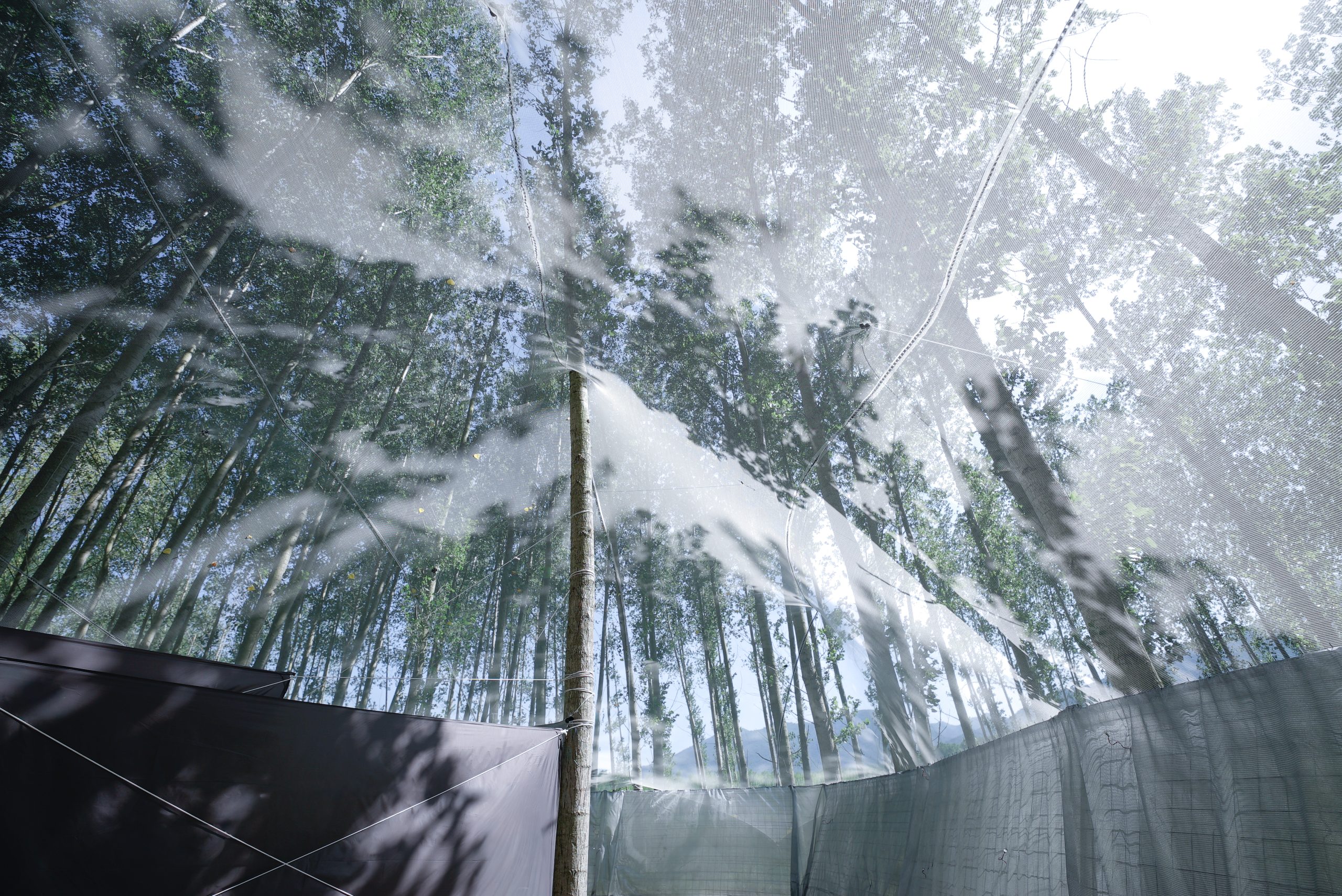 Roof as a Screen, backstage pavilion at Rizomes