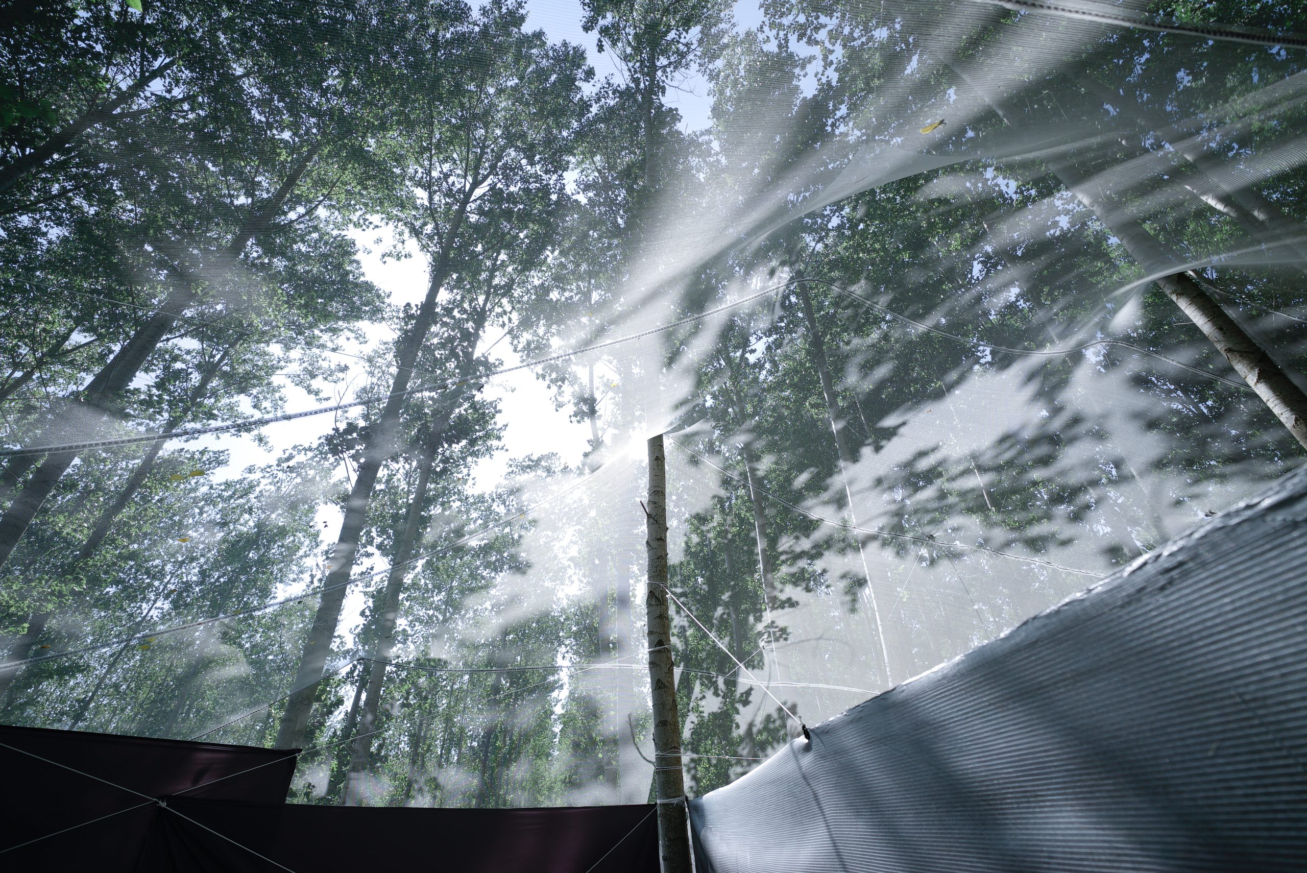 Roof as a Screen, backstage pavilion at Rizomes