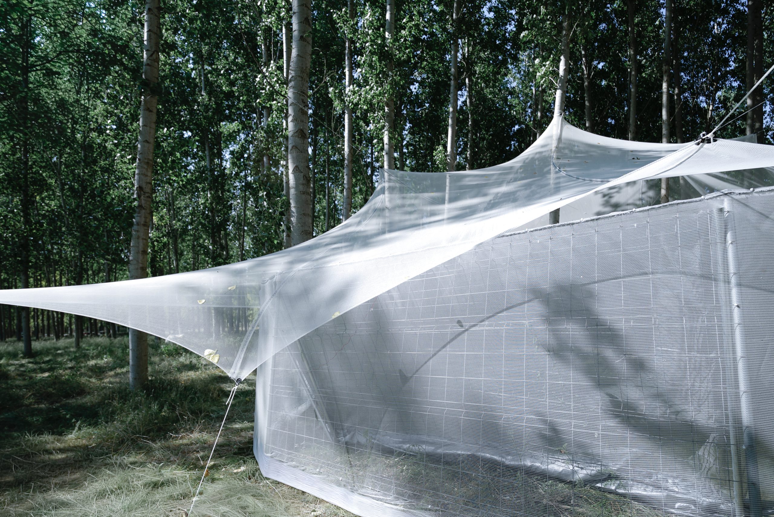 Roof as a Screen, backstage pavilion at Rizomes